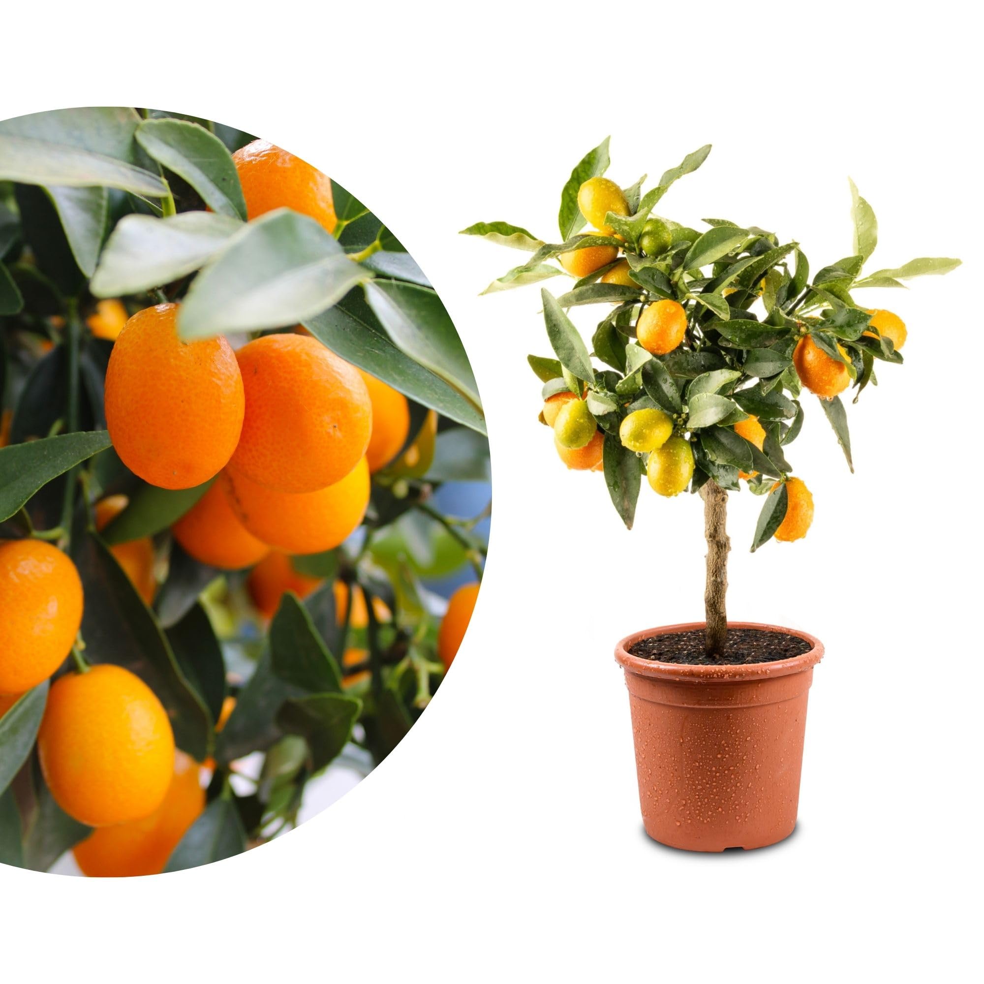 Meine Orangerie Mini-Zitruspflanze im Ø15 cm Topf – Calamondin, Kumquat, Chinotto, Zitrone u.v.m. – Höhe inkl. Topf ca. 40–50 cm – Mediterranes Flair für Balkon & Wohnung (Kumquat)