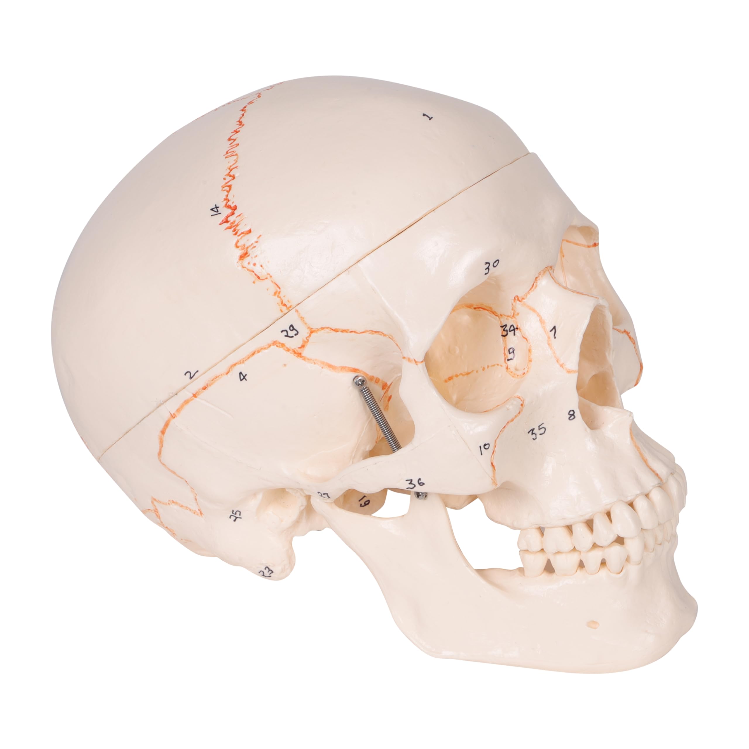 KKI Premium 3 Part Adult Human Skull with Highly detailed, Numbered and Marked Bone Shows Features for Easy Identification | Removable Calvarium and Flexible Jaw Replica Anatomical Model (B0CRLG5D59) Amazon Price History, Amazon Price Tracker