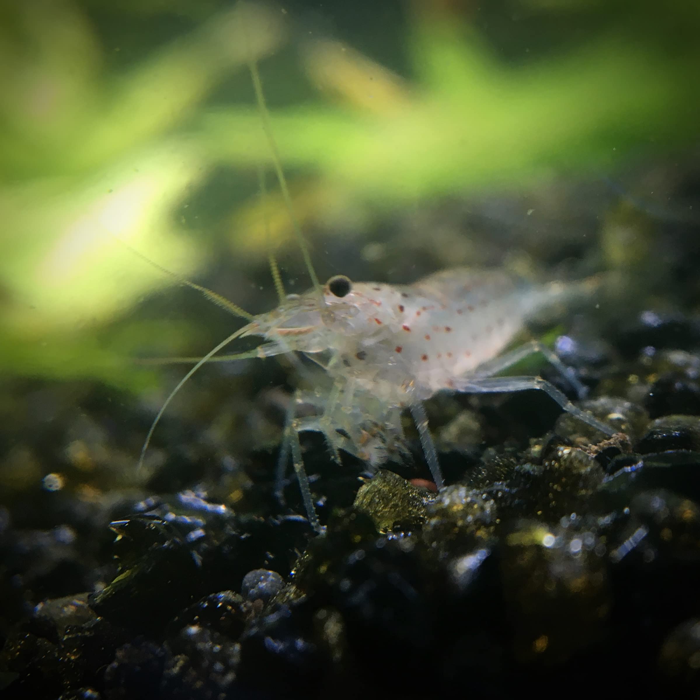 Lot de 10 Crevettes Caridina Japonica Amano pour Aquarium d'eau Douce | Crevettes expédiées depuis la Bretagne, France. Expédition rapide et sécurisée