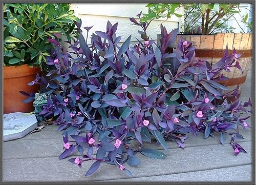 Miniatura 4 de Corazón púrpura 3 plantas vivas Setcreasea Pallida Tradescantia Vid errante floreciente Cubierta vegetal perenne tolerante a la sequía