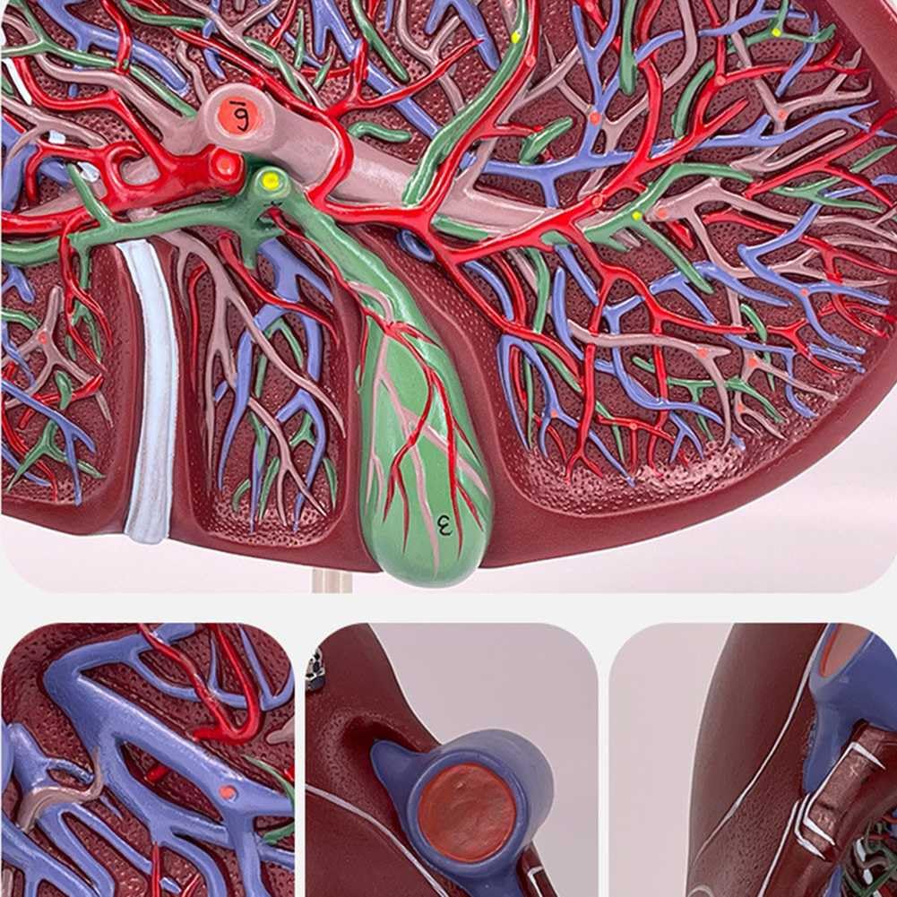 Gallbladder Model Labeled Model Of Liver And Gallbladder Diagram