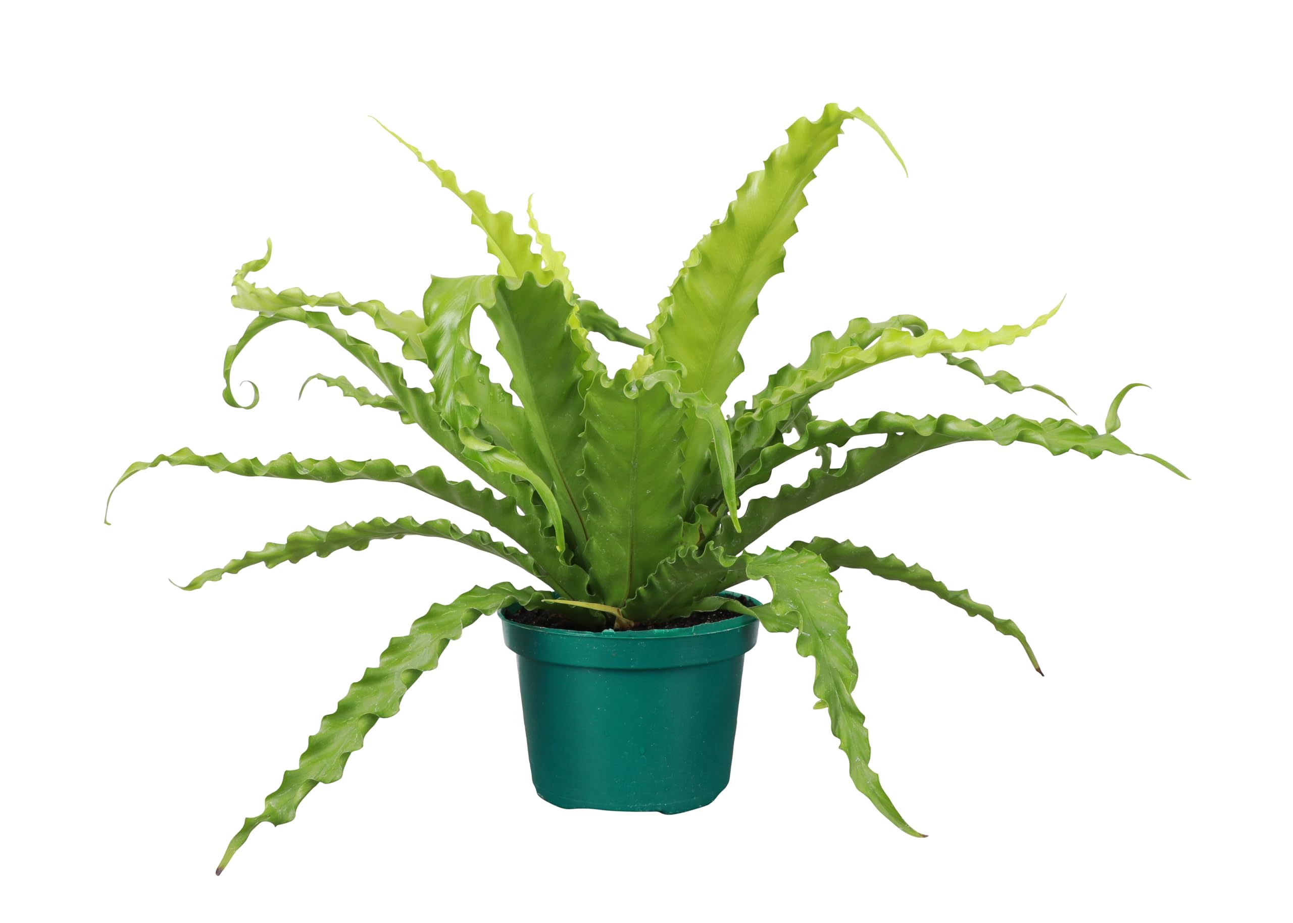 Thorsen's Greenhouse Live Victoria Bird's Nest Fern, Asplenium Nidus, Live Indoor Plant, 6" Diameter Pot
