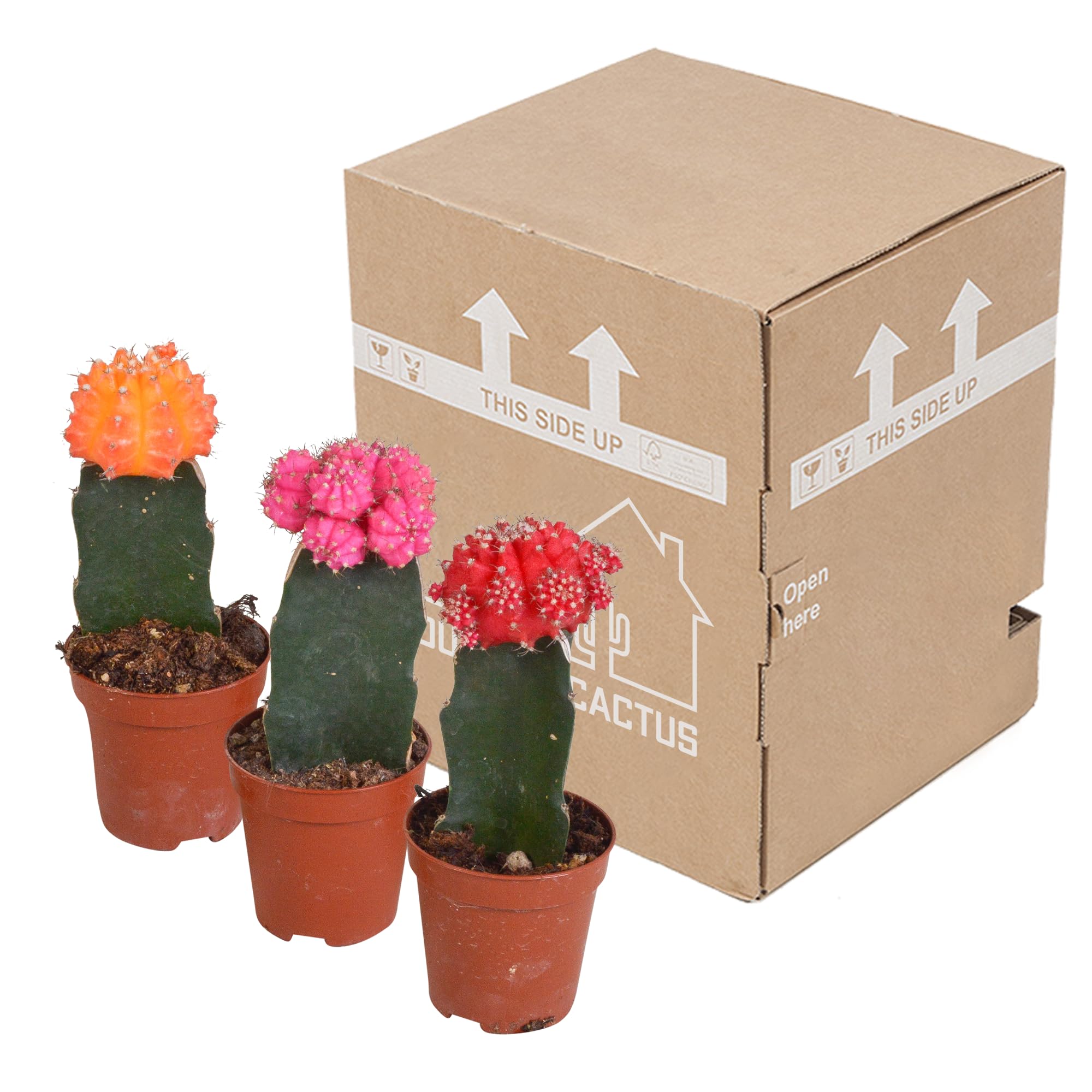 Mix Gymnocalycium Innestati, Piante Grasse, Colori Assortiti, 3 Pz, 5.5cm