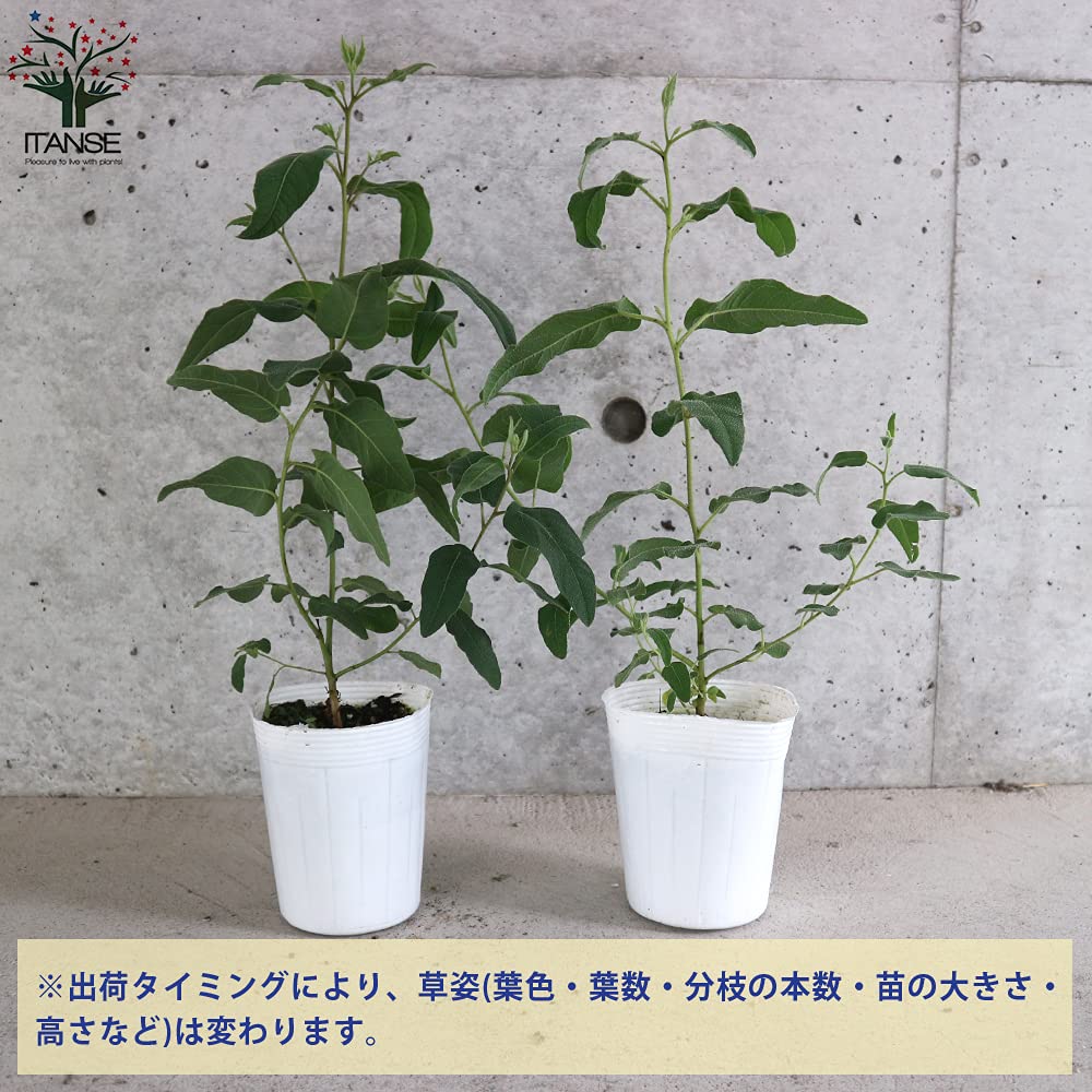 Amazon.co.jp: ITANSE レモンユーカリ 3.5号ポット苗 1個売り 