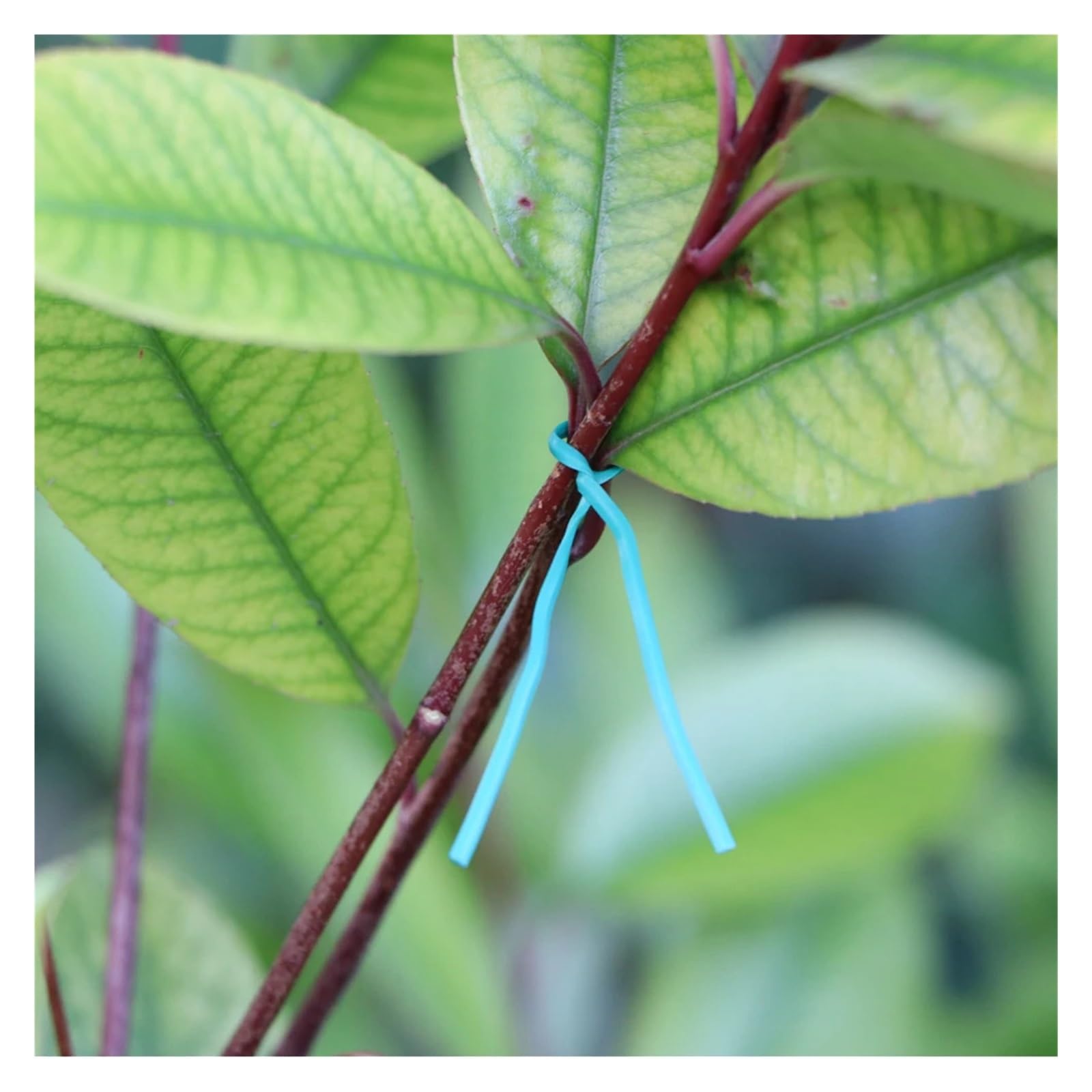 Fascette elicoidali da giardino, 100 pezzi, 15 m, riutilizzabili, in ferro oblato, per fiori, piante rampicanti, rampicanti, corde di fissaggio rivestite multifunzione (rosso)