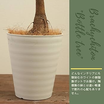 Amazon｜ボトルツリー 10号 受け皿付 【観葉植物 本物 ブラキキトン