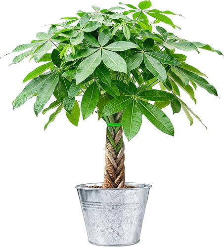 Sprout N Green Árbol de dinero de plantas vivas con maceta de metal vintage, oficina en casa para interiores y exteriores, decoración de bodas,