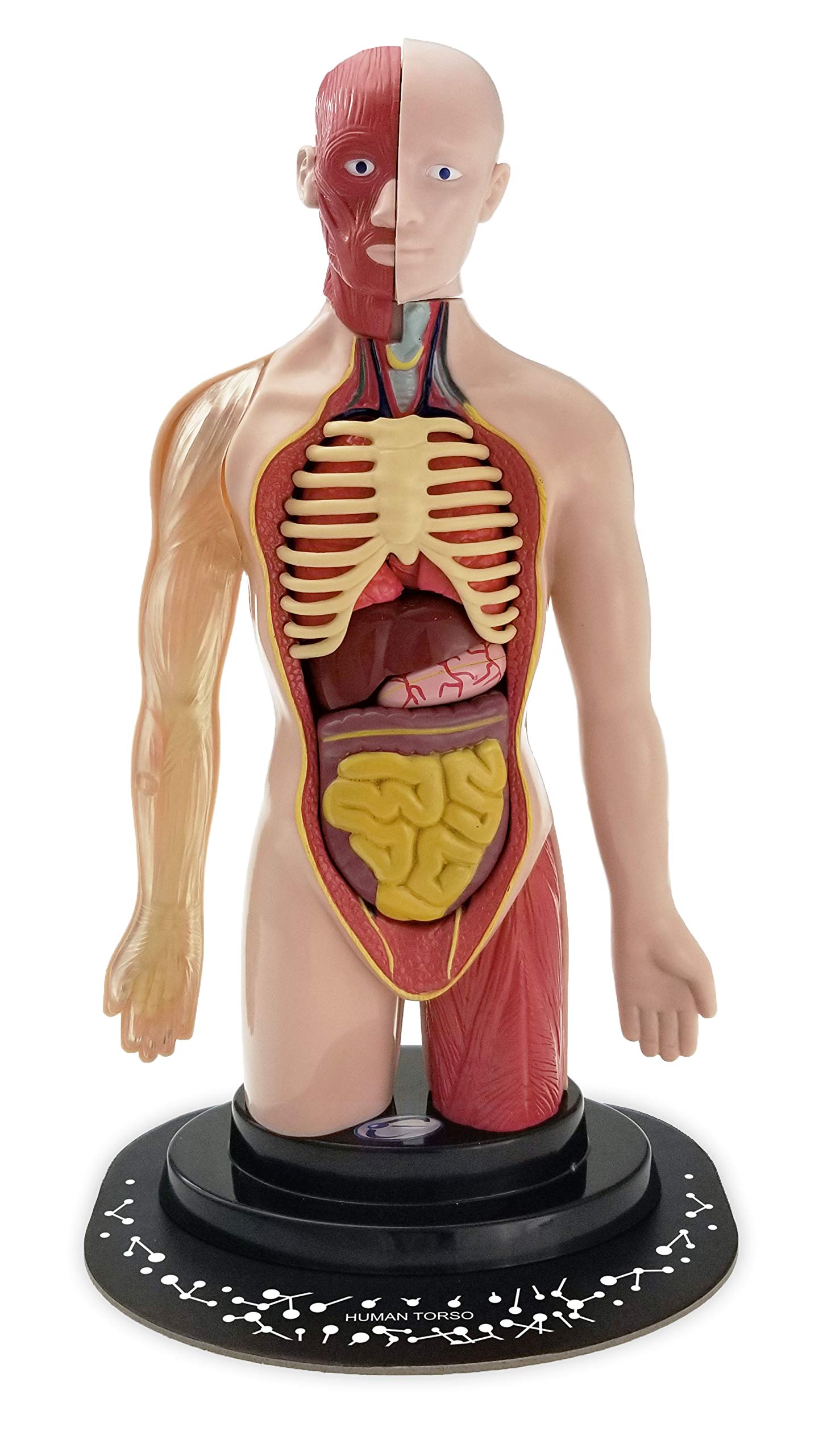 EASTCOLIGHT AR HUMAN TORSO PROFESSIONAL MODEL