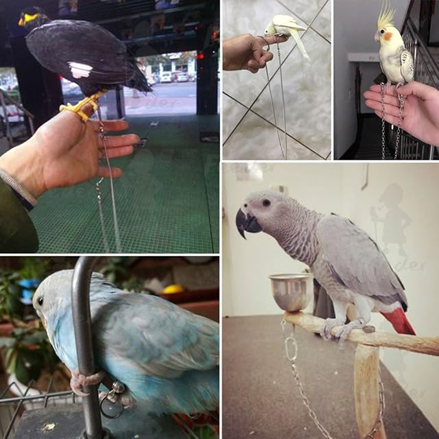 Foto 5 de 8 de ebamaz Tobillera de acero inoxidable para pájaros pequeños, medianos y grandes