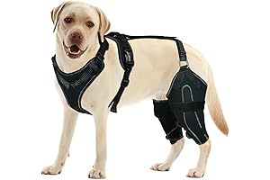 Dog's Best Friend: Canine Knee Brace for Speedy ACL Recovery