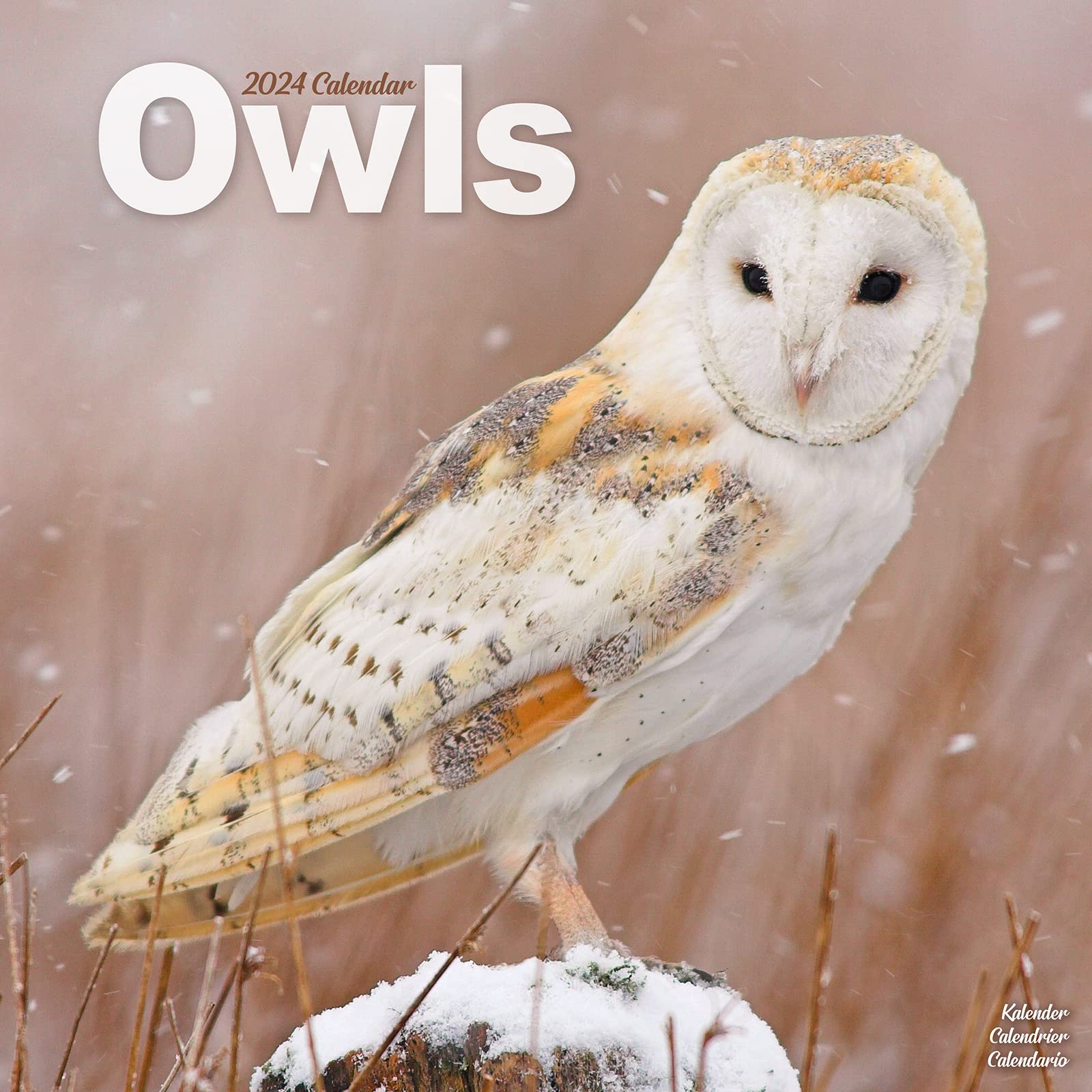 Owls Calendar 2024 | Square Birds Wall Calendar - 16 Month