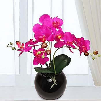 Amazon.com: 13-Inch Fuchsia Phalaenopsis Orchid Flowers in 5