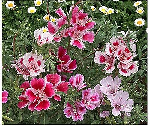 Miniatura 5 de Godetia, Adiós a las flores silvestres de primavera - !0,000 Semillas