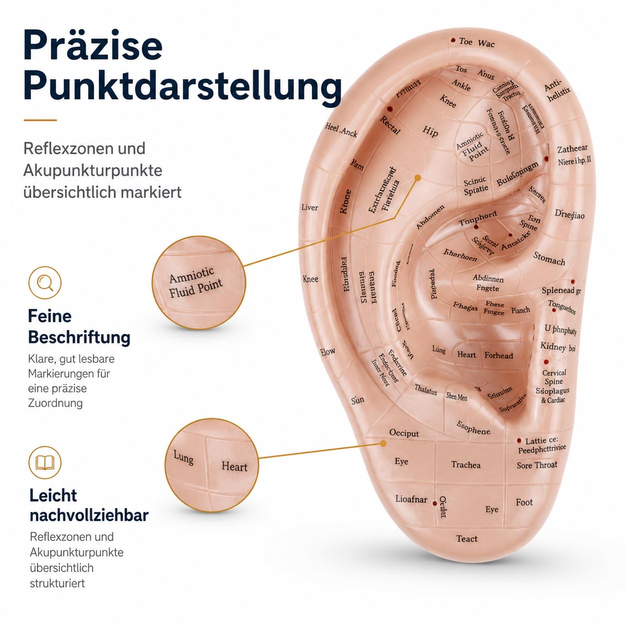 Ohrakupunktur- Tool Menschliches Ohr Anatomisches Ohr Punkt Vaccaria Acupoint Englische Charaktere Chinesische Massage Lehrrequisite Diagramm Ohrakupunktur