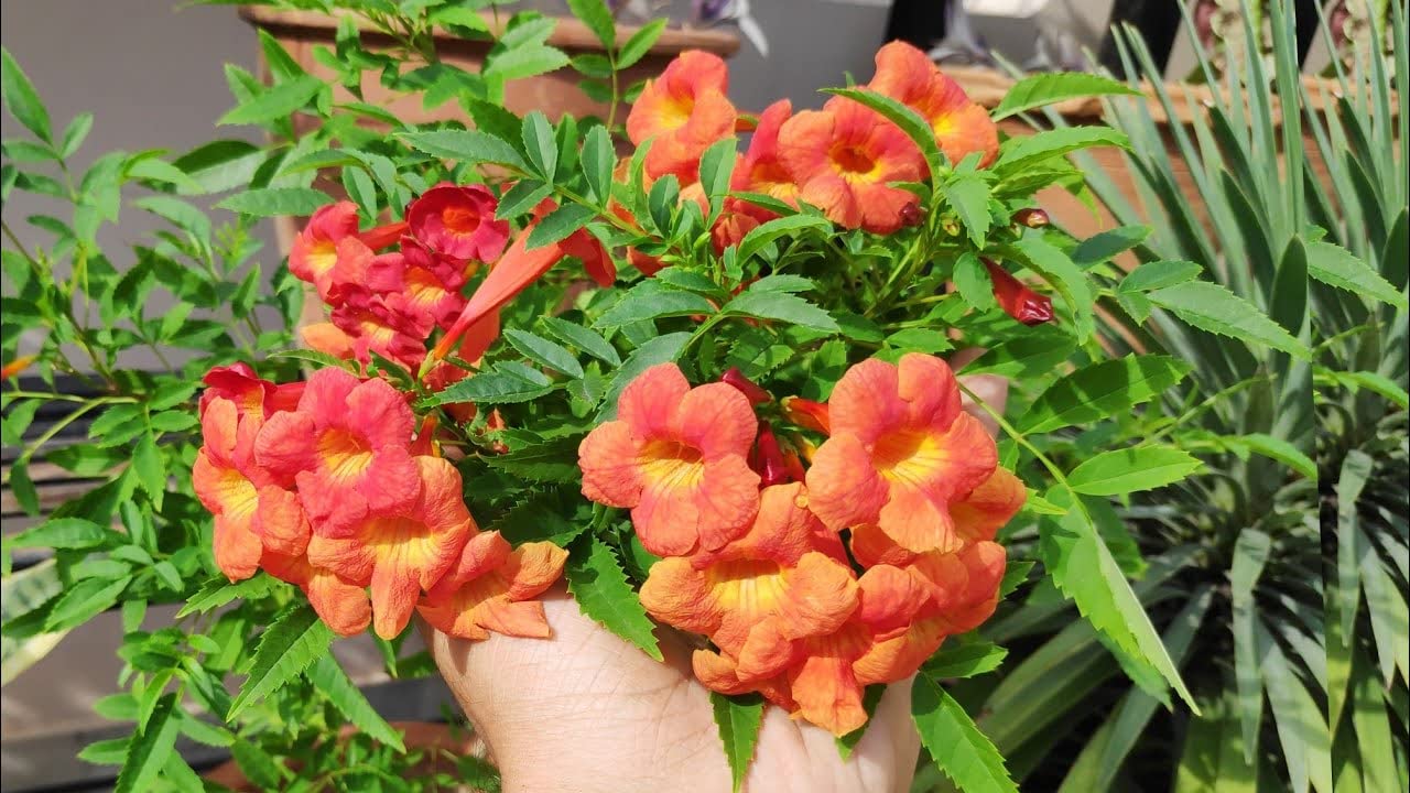Garden Art Natural Live Plant in Growers Bag | Air Purifying Plant for Outdoor | Tecoma Red (B0BMWY1KK6) Amazon Price History, Amazon Price Tracker