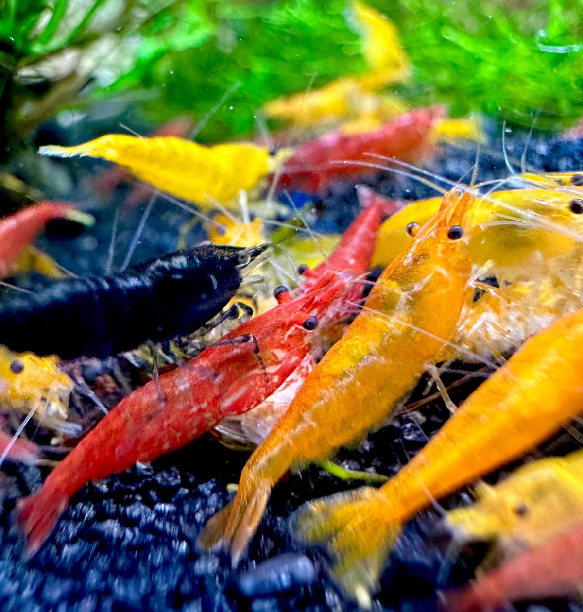 aquabreedingskill 20 neocaridina
