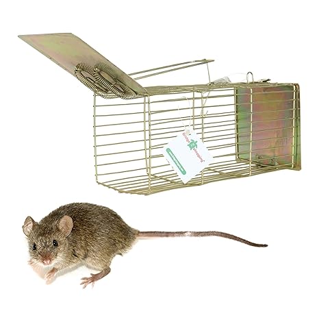 best bait for rat trap india