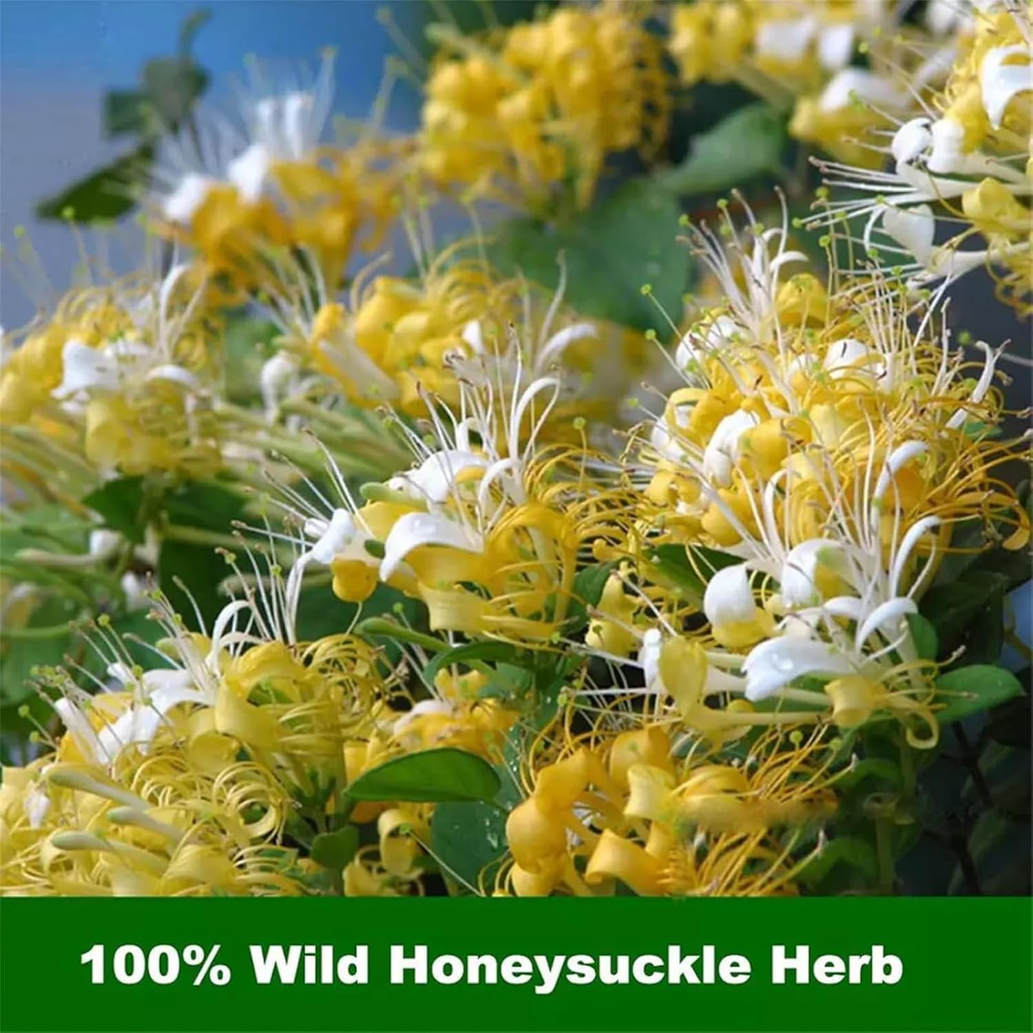 Organiczne pąki wiciokrzewu, 100% czyste, naturalne, organiczne pąki miodu, ręcznie zbierane i naturalnie suszone pąki wiciokrzewu, do codziennego suplementacji zdrowotnej (2 szt.)