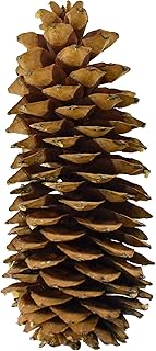 Homeford Dried Natural Sugar Pine Cone, Natural