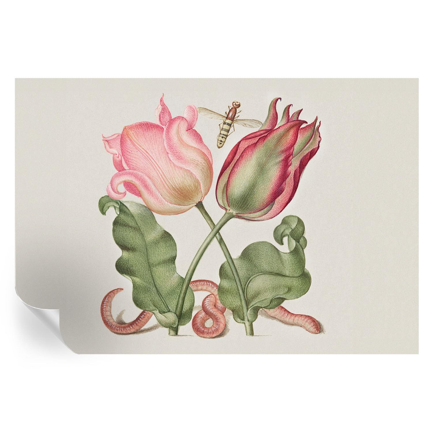Murales de vinilos decorativos tulipán de 152x104 cm revestimiento pared