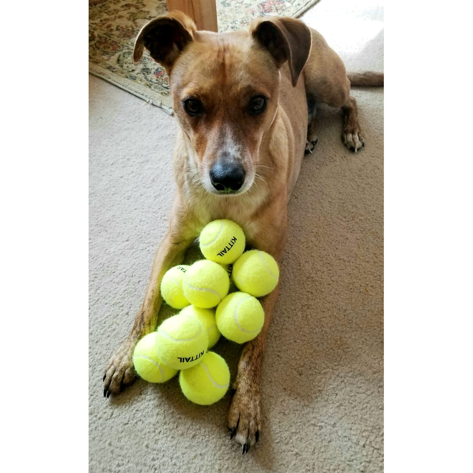 12 pelotas de tenis para perros – Juguetes interactivos de 6,6 cm – Seguros, duraderas para perros pequeños, medianos y grandes, entrenamientos, con 1 bolsa de transporte reutilizable