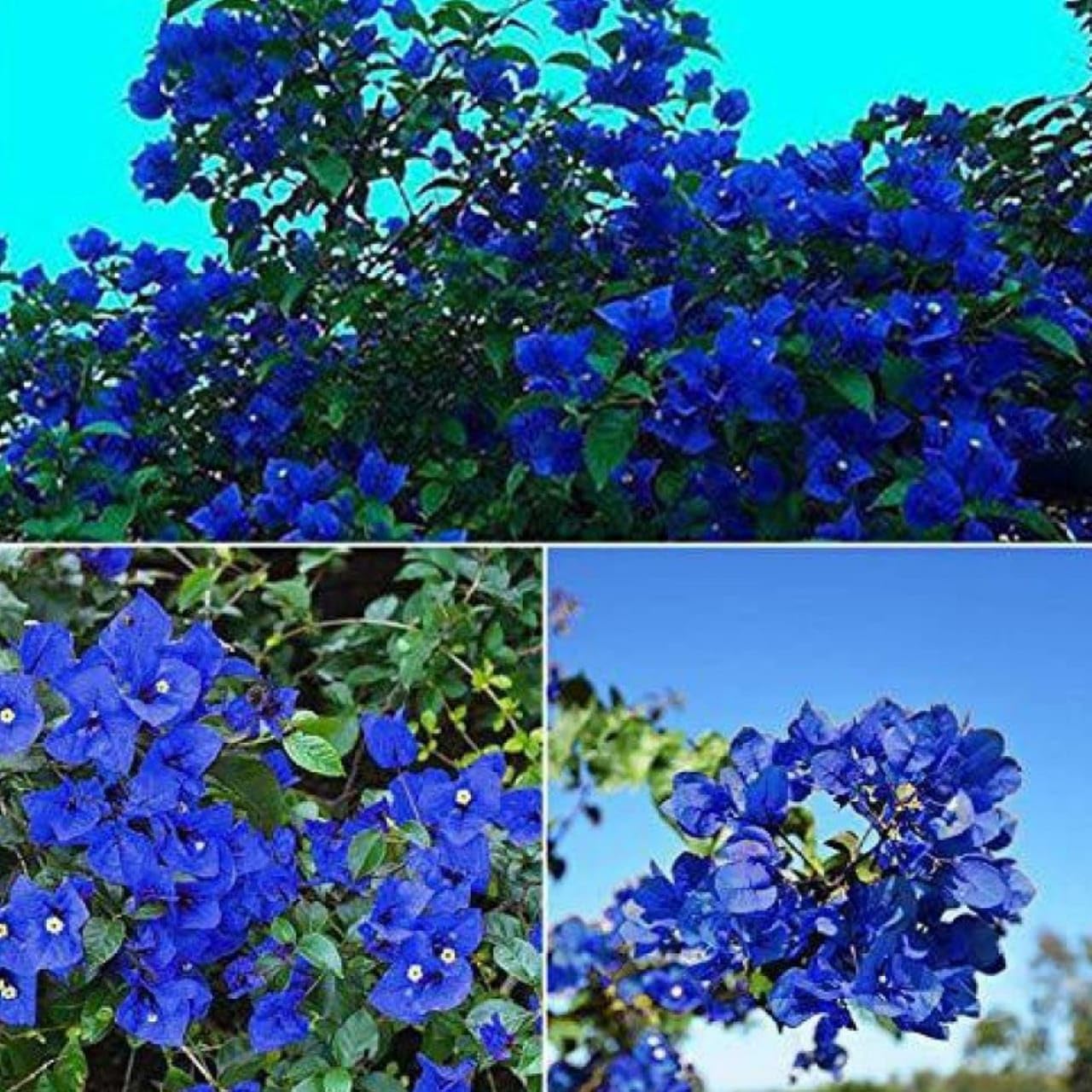 Generic Rare Bougainvillea Blue Color Flower Plant Live with Black Plastic Pot (B0CXMCW77Z) Amazon Price History, Amazon Price Tracker