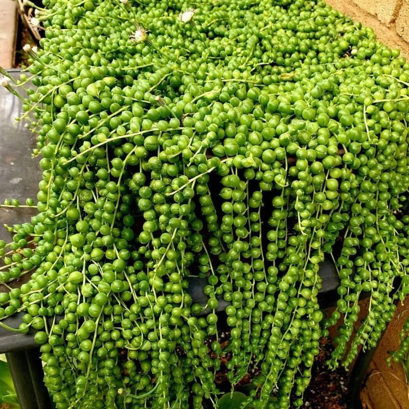 Planta de cadena de perlas vivas para plantar, maceta de cadena de perlas, planta de cadena de perlas vivas, completamente enraizada, planta de