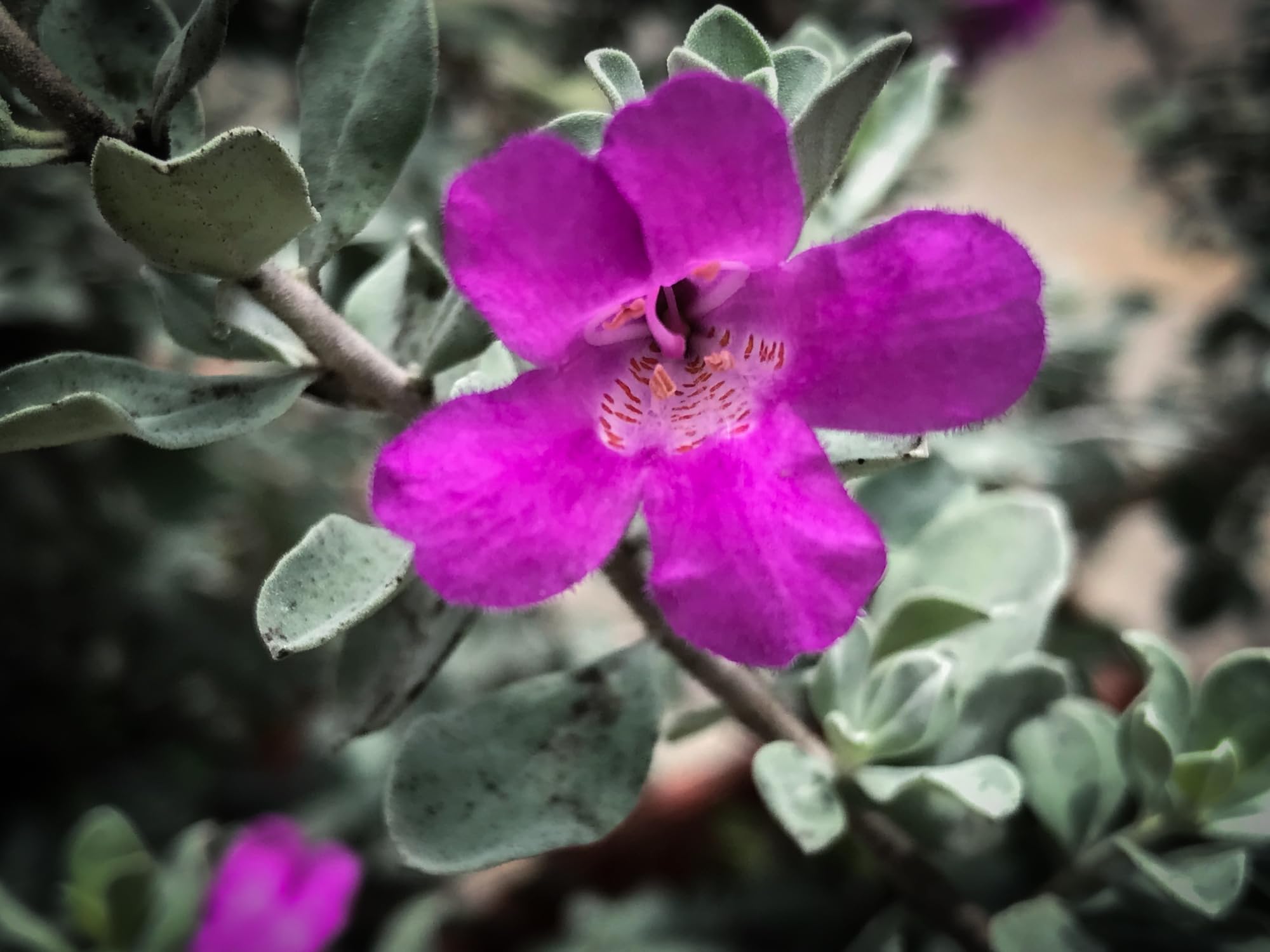 POWERS TO FLOWERS - EREMOPHYLA NIVEA, 2 PIANTE, VASO 17CM, piante vere