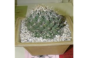 Sulcata Tortoise: Terrestrial Dweller with Intricate Patterns