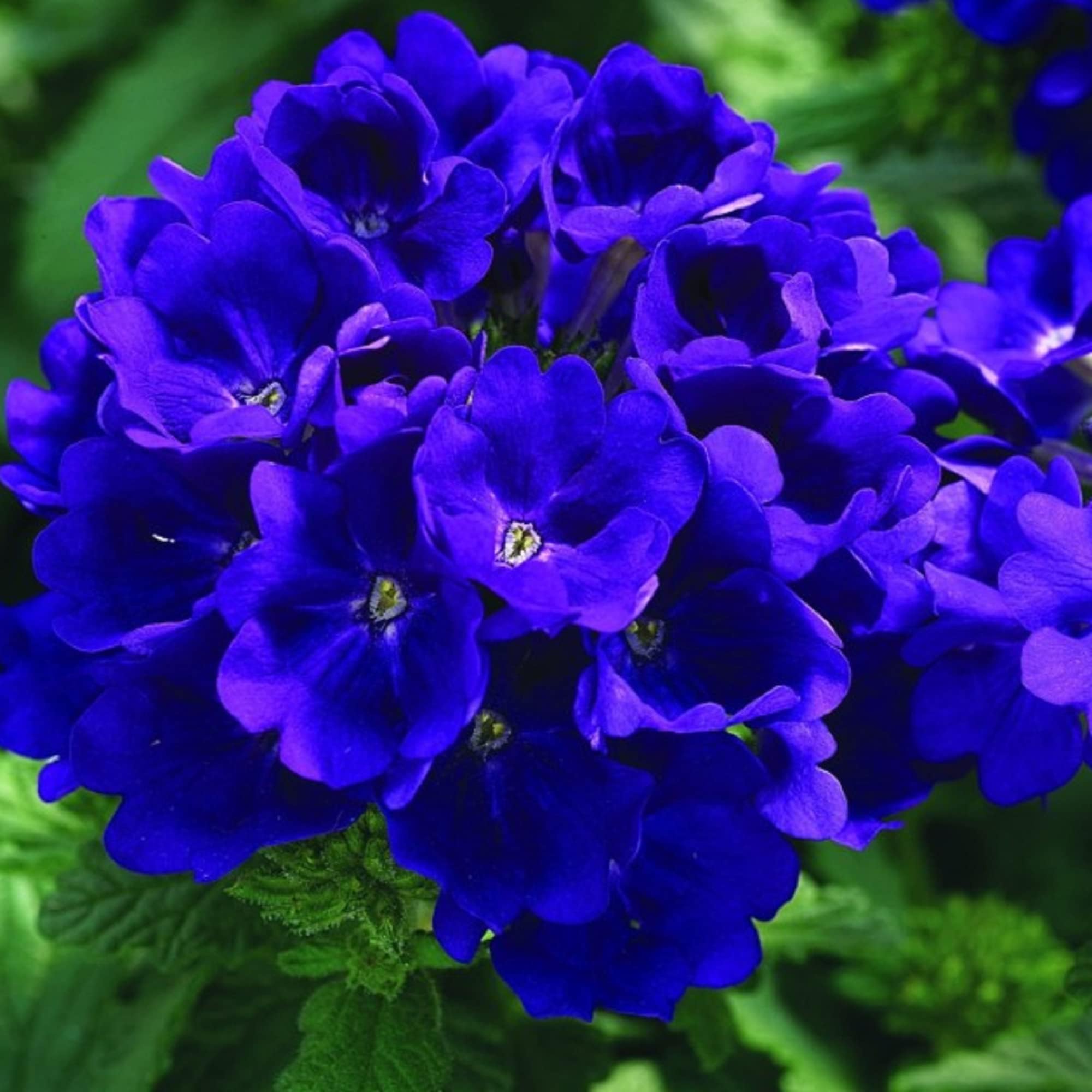 CHUXAY GARDEN 35 Seeds Verbena โBlue Lagoonโ,Verbena Seed Perennial Flowering Plant Attract Butterflies and Bees an Exciting New Addition