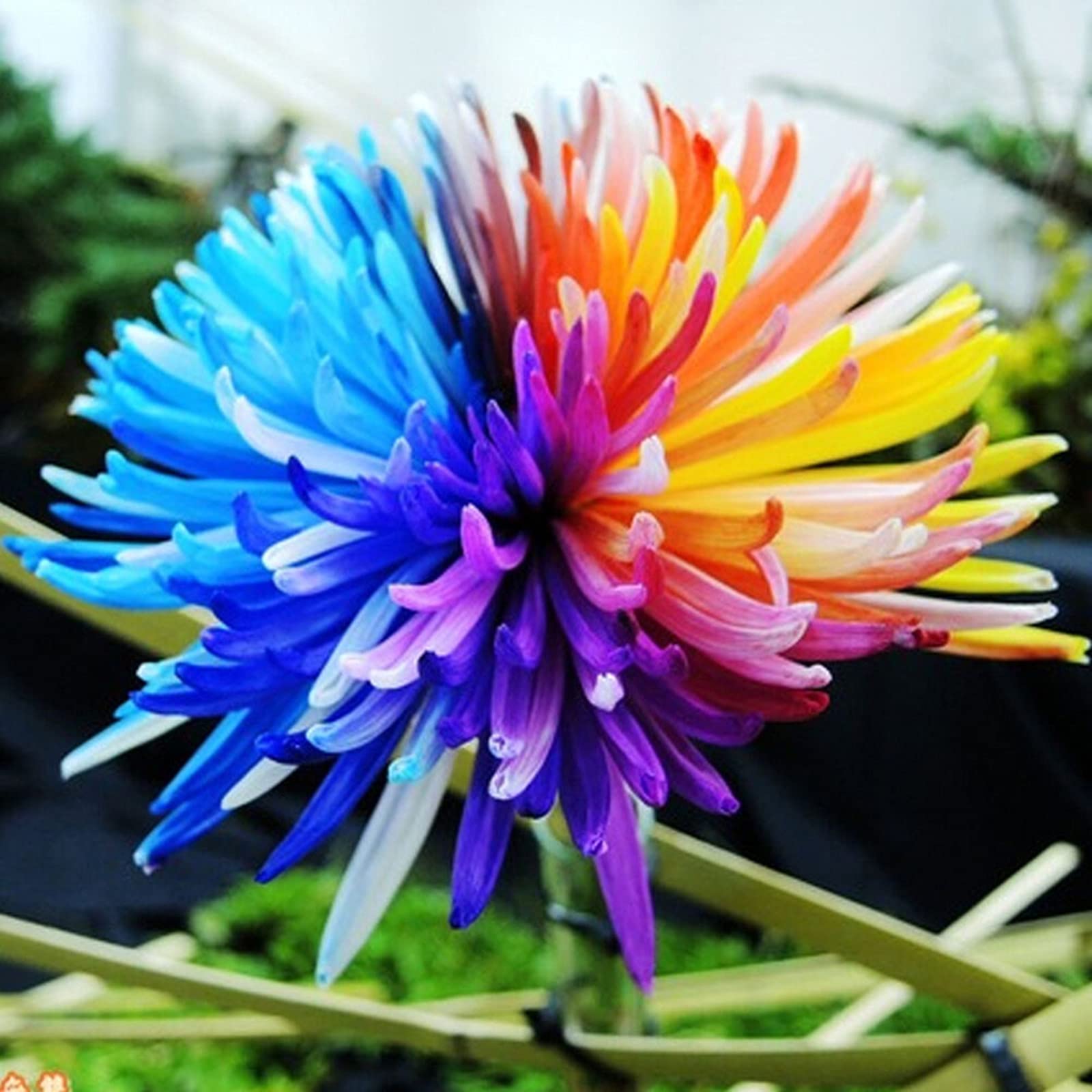 Amazon | 菊の種、完璧な切り花、天然有機種子、観賞用花、基本