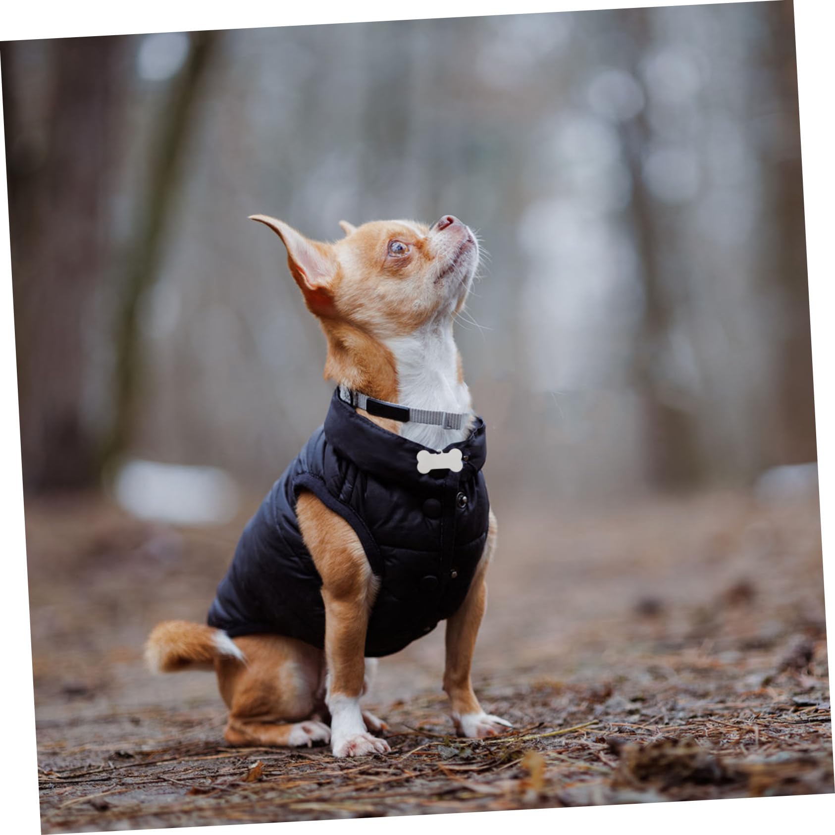 25pezzi Targhette Identificative Per Animali in Acciaio Inossidabile Forma Di Osso Incisibili Resistenti Per Cani e Gatti Marcatori Per Nomi