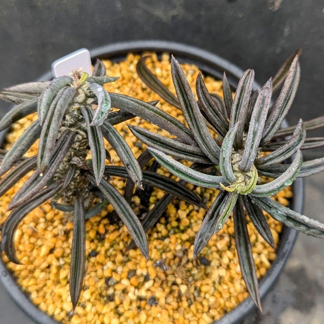 多肉植物シリーズ ユーフォルビア シリンドリフォリアinわけけの