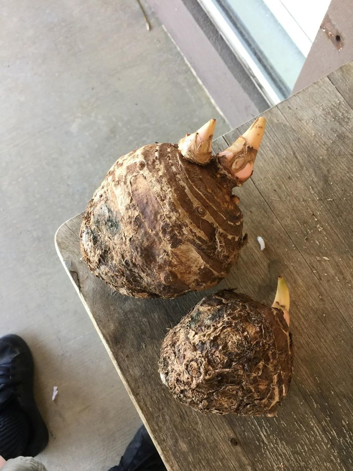 Rizomi di Orecchie di Elefante da Piantare, Fogliame Straordinario e Robusto, Ideale per Esterno e Resistente-b-4 Rizoma