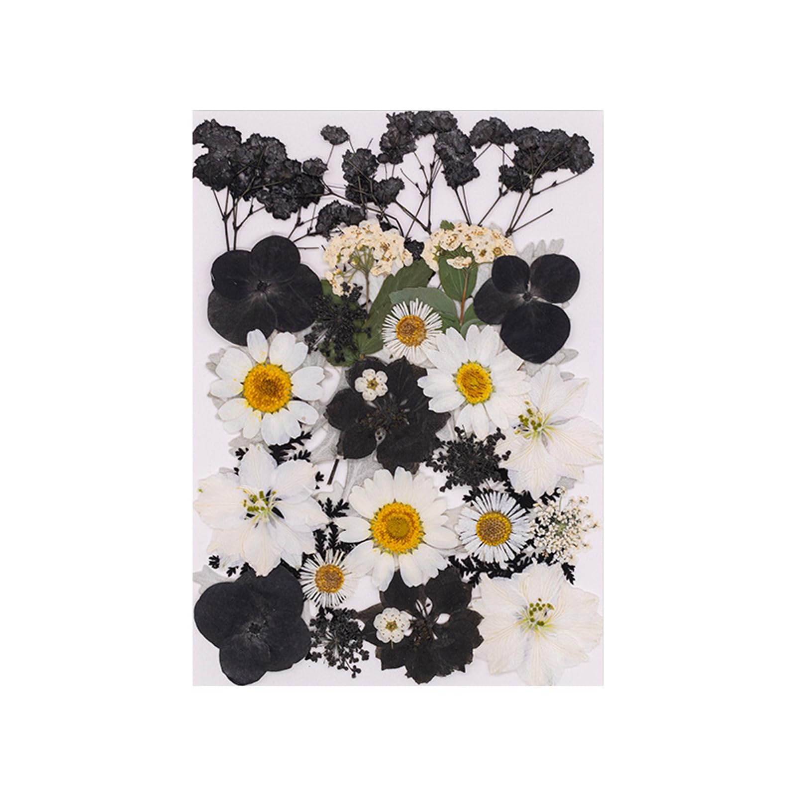 Jazuaiao 30Pcs Real Dried Flower Natural Plant Materials Accessories for Art and Plant Decoration Artistic Pressed Arrangement