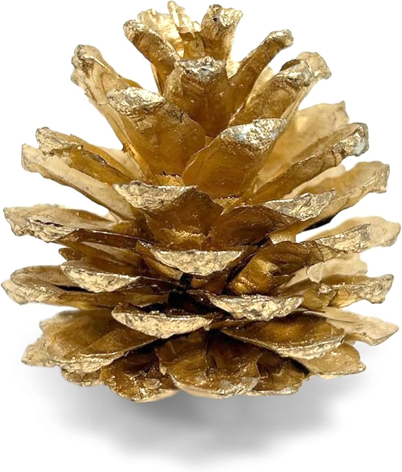Natural Austriaca Pine Cones for Crafts - 2-3 Inch Real Pinecones for Christmas Decorating Ornaments, Holiday Decor Vase Filler - Rustic Woodland Dried Pine Cones - Set of 24 – GOLD PAINTED