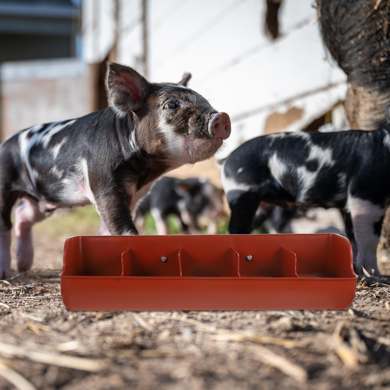POPETPOP Thickened Piglet Feeding Trough 5-Compartment Plastic Pig Feeder Livestock Feed Manger for Farm Use Easy to Clean and Install 17.7 Inch