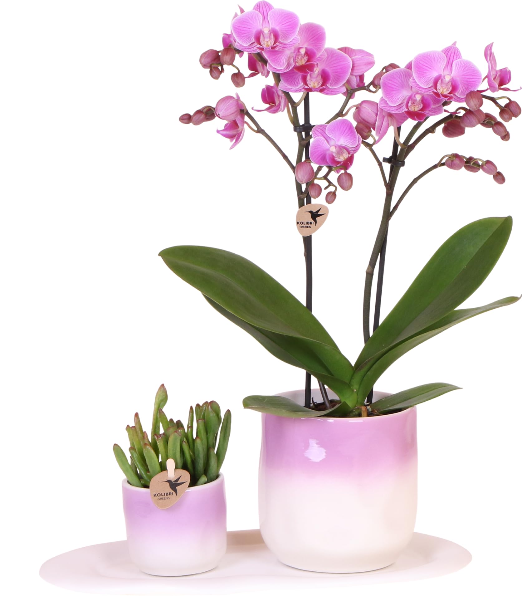 Orchée Phalaenopsis rose Andorre et plantes grasses Kolibri Company en pots