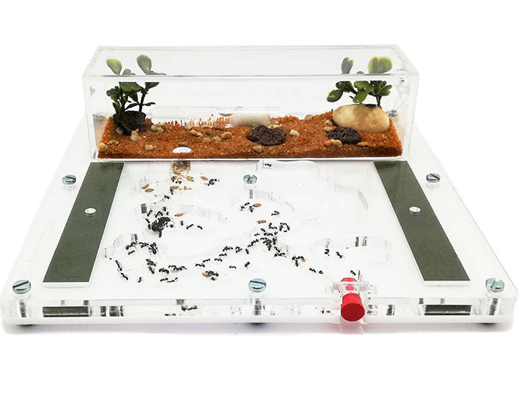Ant Farm - Acryl Ameisenfarm - 20x20cm mit Deckel | Schaumstoff-Feuchtigkeitssystem | Kasten Transparent | Free Ameisen enthalten 20-30 Ameisen