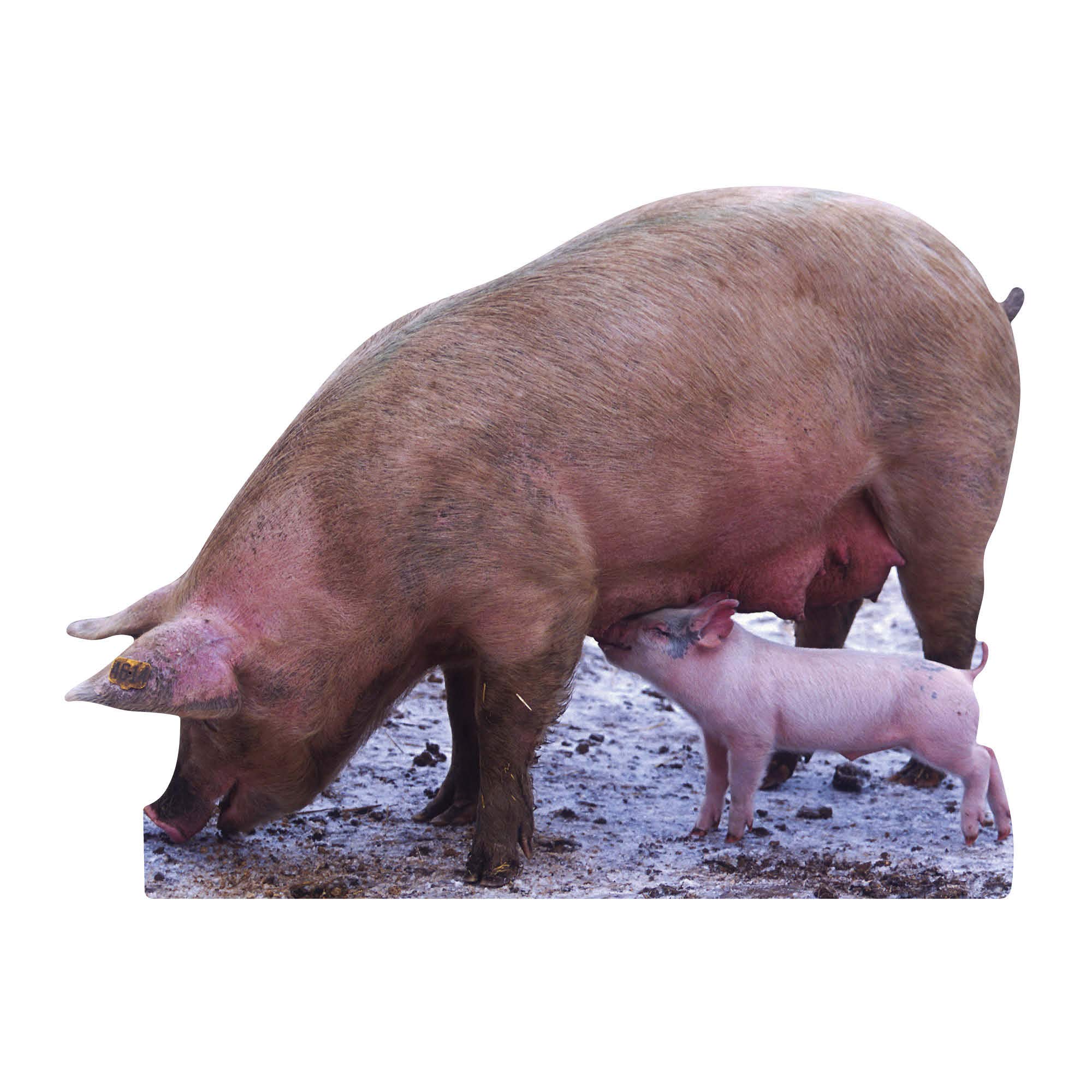 Star Cutouts Cut Out of Pig and Piglet