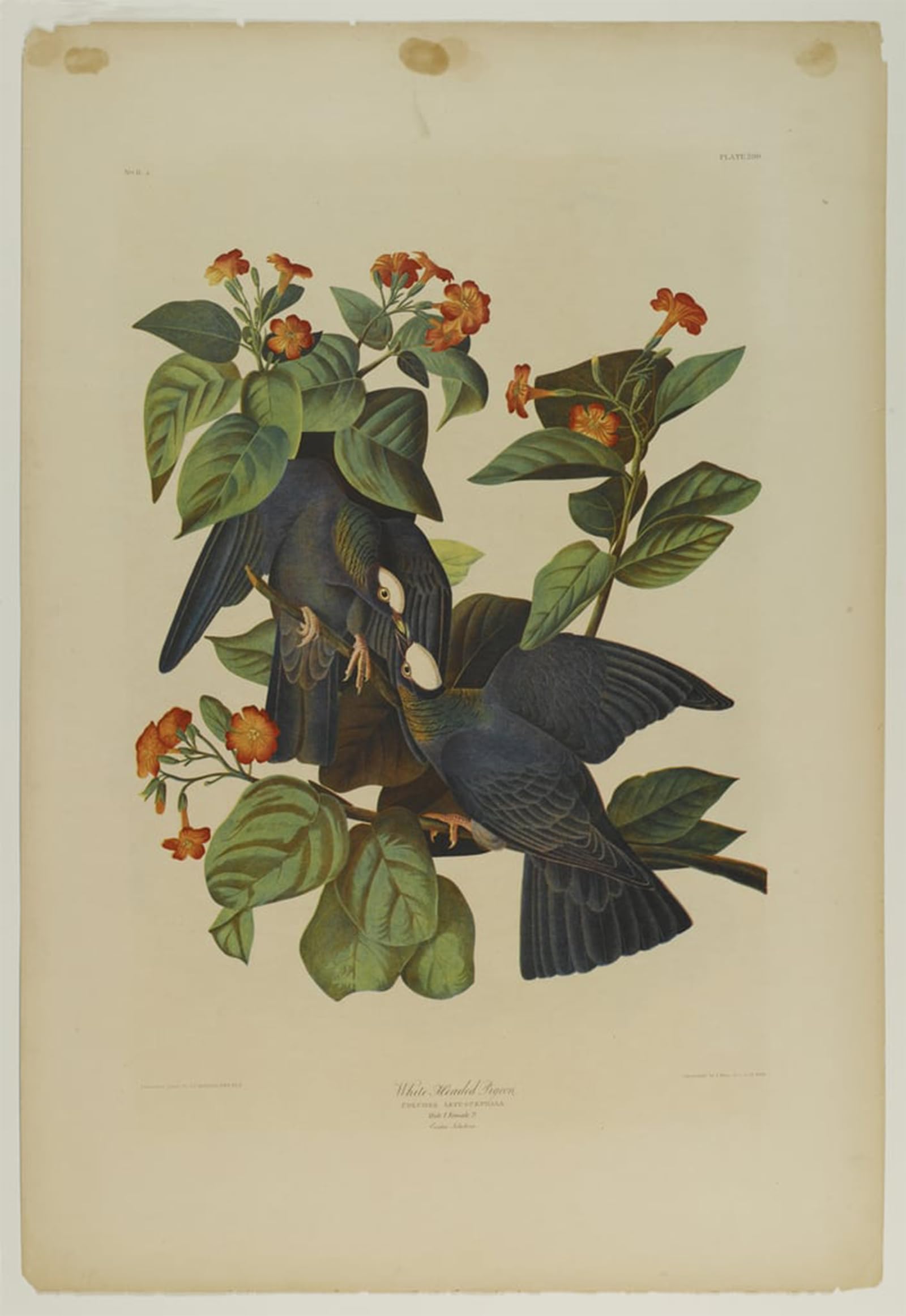SERENDIPITP Retro Picture Poster Wall Art Pictures Painting White Headed Pigeon Printed by John Jame Audubon Wall Art Canvas Print for Wall Decor 60x90cm