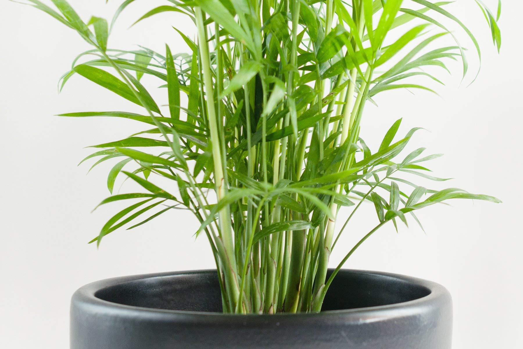 philodendron ginny Rhaphidophora tetrasperma | Mini Monstera | Ginny Philodendron