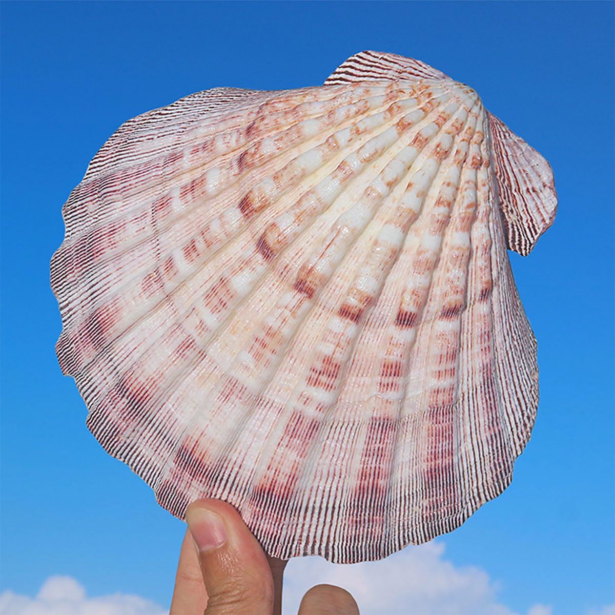 Natürliche Muscheln, 1 Stück große natürliche Muscheln Jakobsmuschel 13–15 cm for Basteln(13~14cm)