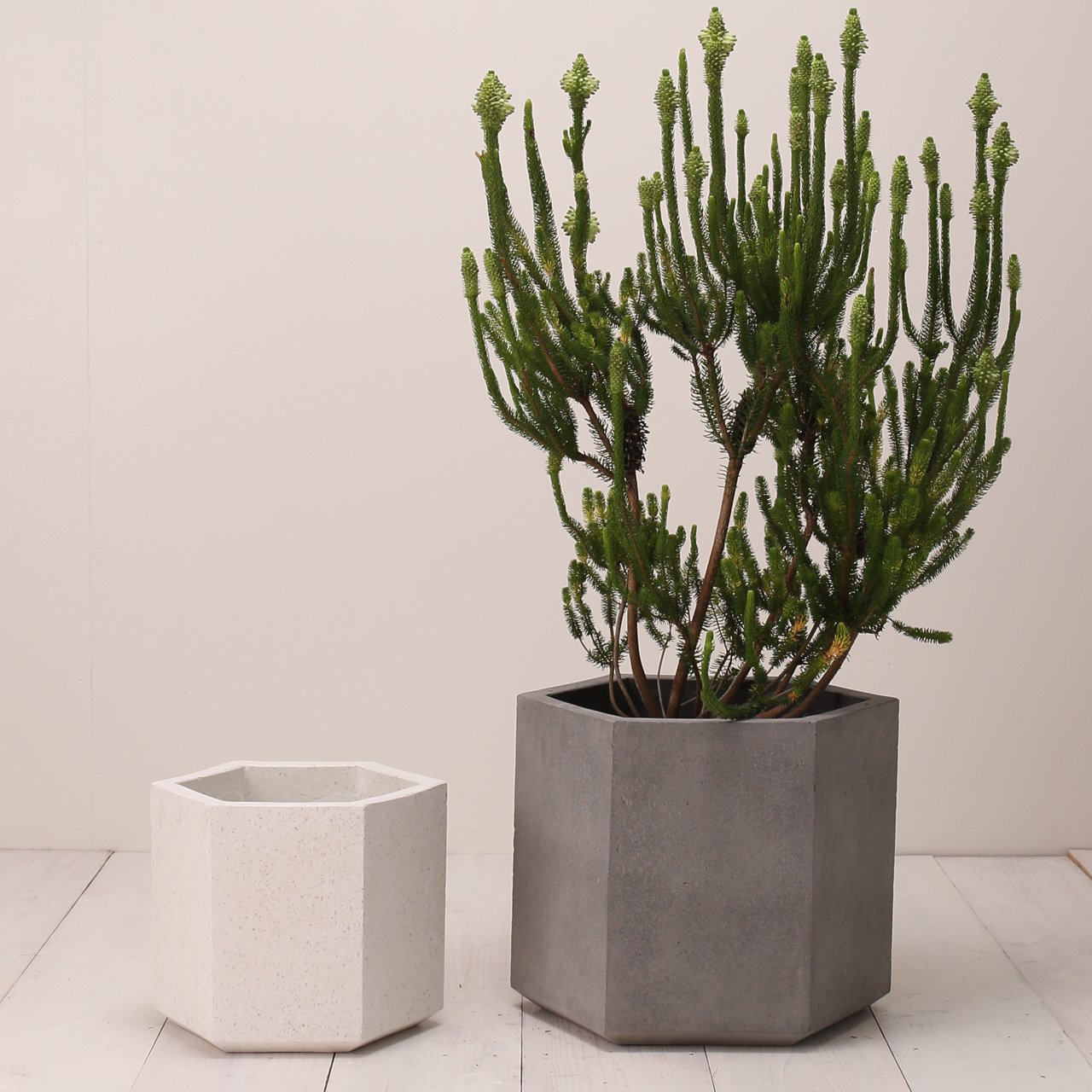 Amazon | 植木鉢 大型 コルテス ヘックス M 40 グレーテラゾ | 鉢