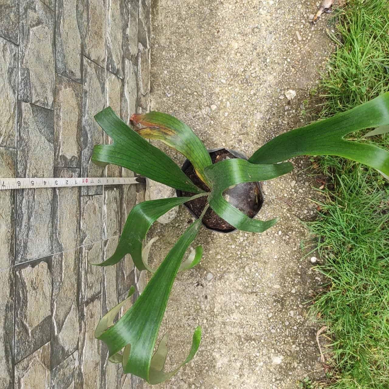 Mphmi Seedless Plant Indoor Plants Staghorn Fern (B0CWF65T3G) Amazon Price History, Amazon Price Tracker