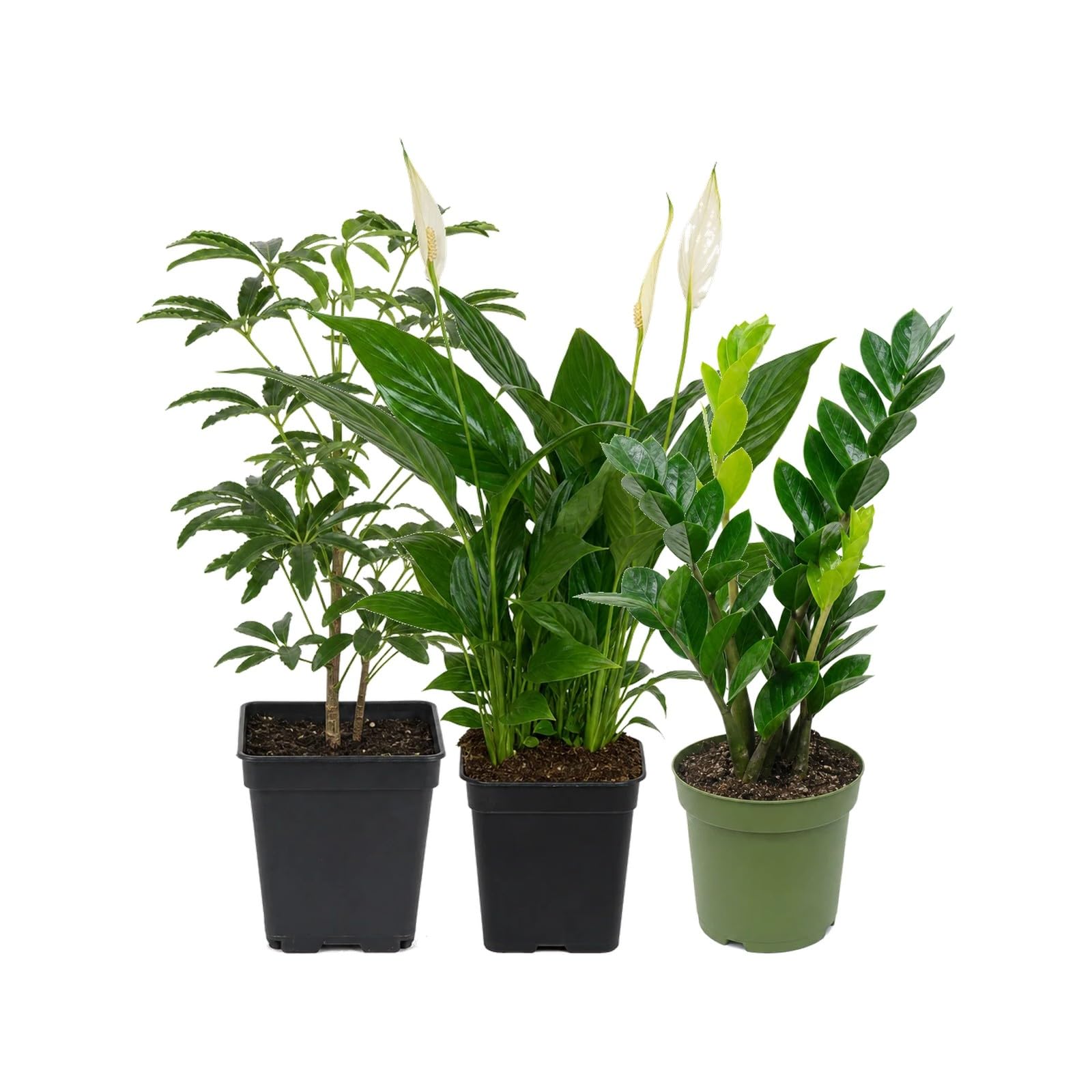 Pack 3 Plantas Naturales DECOALIVE: Cheflera Gerda, Espatifilo y Zamioculca