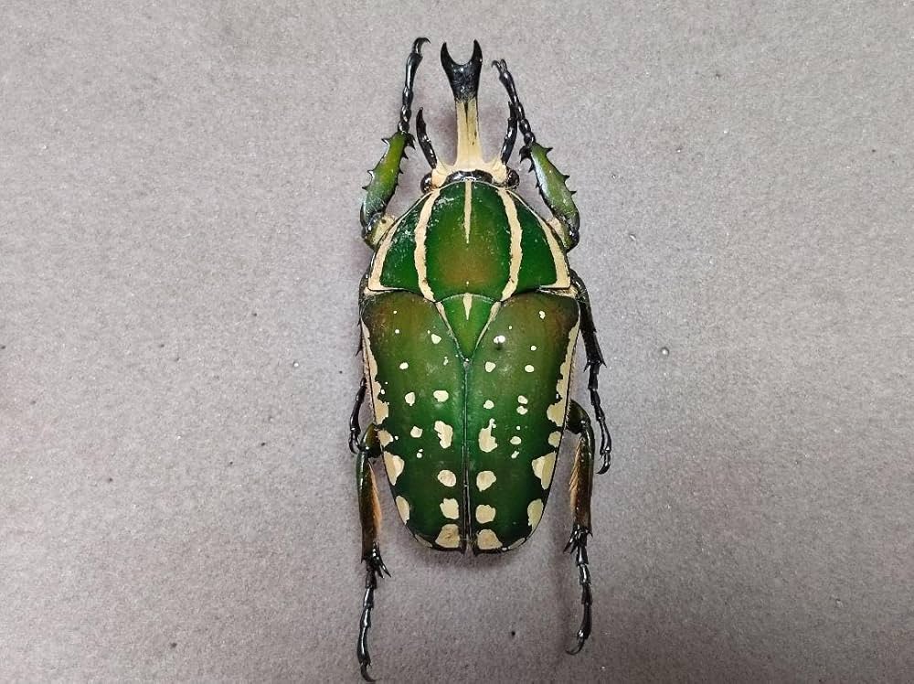 標本 特大クビワオオツノカナブン トルクアータ 昆虫標本 標本 特大クビワオオツノカナブン トルクアータ 昆虫標本