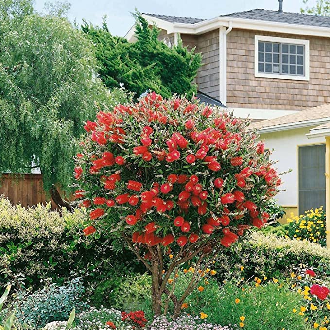 CosaCentrum Dwarf Bottlebrush Grafted All time Flowering Live Plant/Home, office Outdoor Décor plant/bottlebrush live plant with Pot attractive grading décor plant (B0BP234BKV) Amazon Price History, Amazon Price Tracker