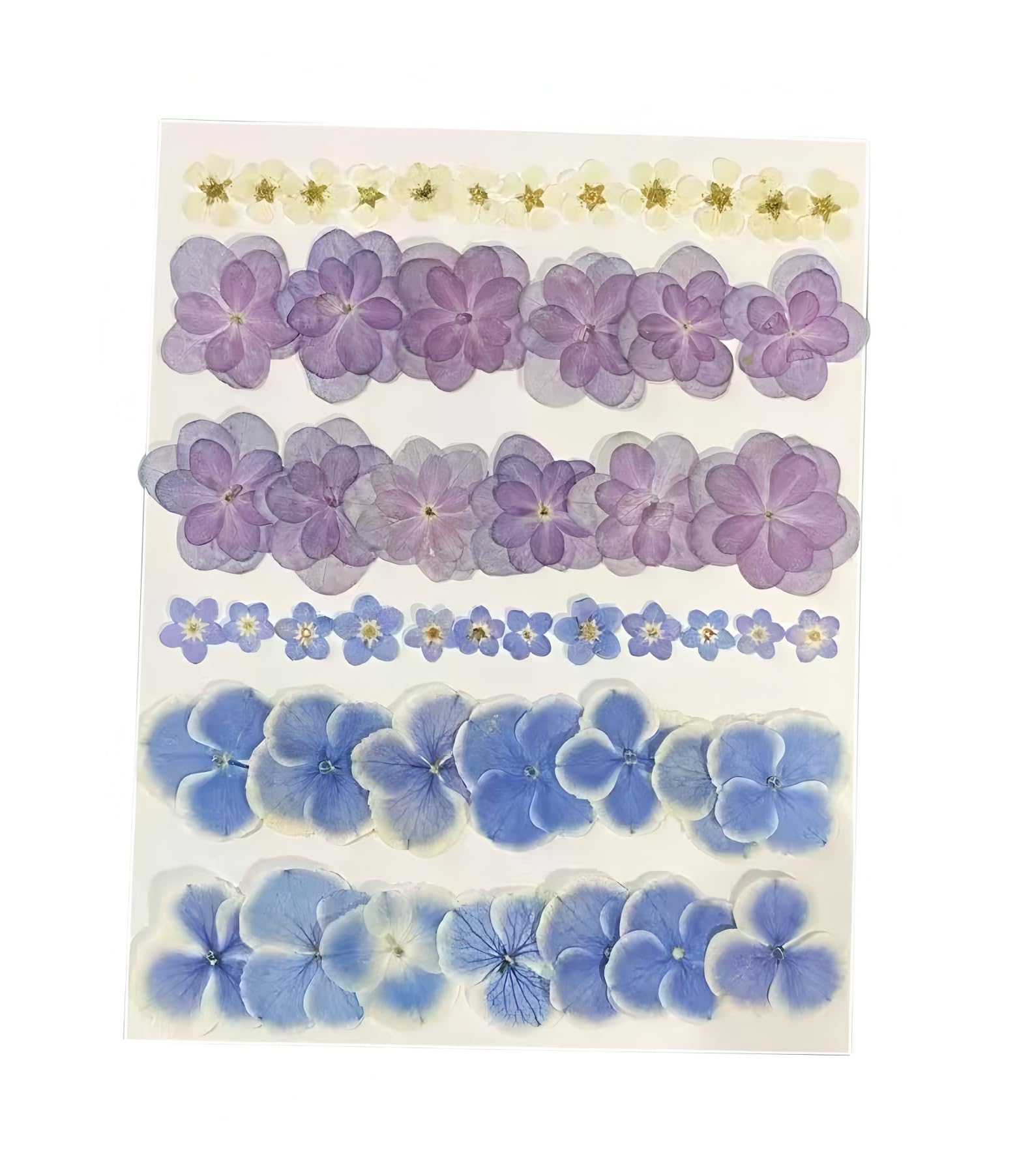 50Pcs Pressed Dried Flowers Kit – Blue Hydrangea, Forget-Me-Not & Mini Narcissus – Real Natural Dry Floral for Cake Decorations Topper Resin Jewelry, Nail Art, Epoxy Molds, Scrapbooking, DIY Crafts