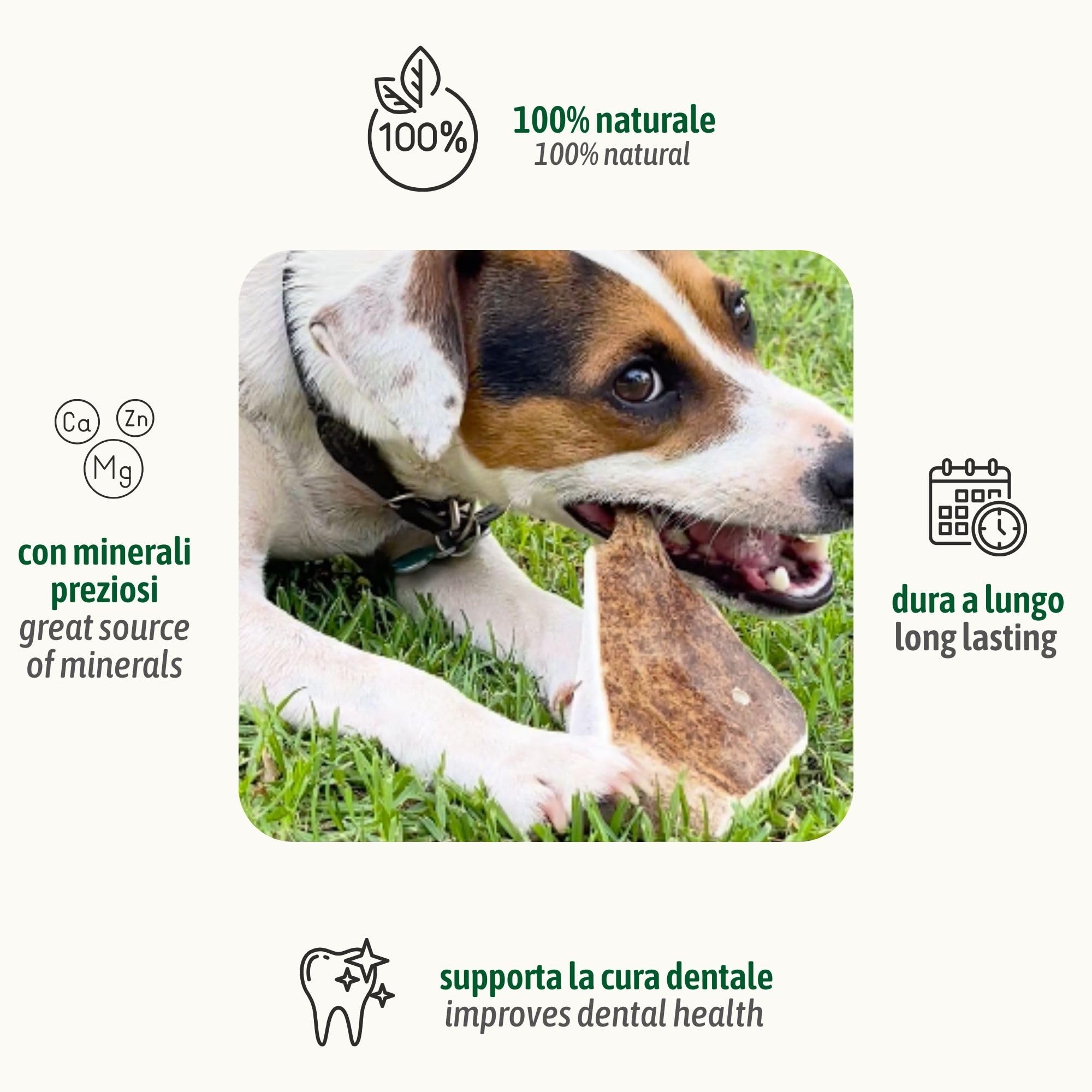 ChronoBalance-XL Corno di Cervo Daino per Cani, Confezione da 1, 100% Naturale, Osso di Cervo, Cura Dentale, Giocattolo per Cani, Ricco di Minerali e Nutrienti, Lunga Durata